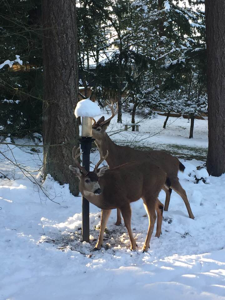A deer in a neighborhood yard