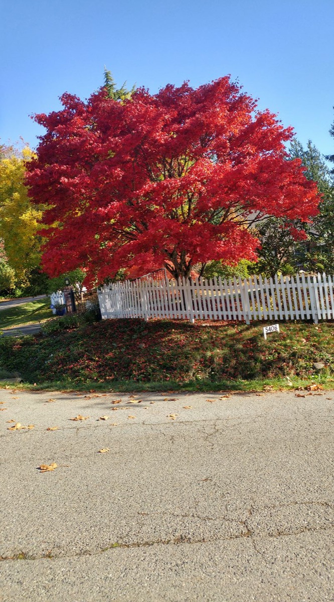 A tree in autumn color